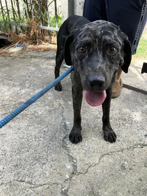 A young large-sized male Mixed Breed dog named Lucky for adoption in Dallas, TX