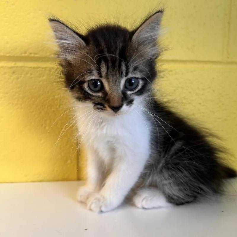 A baby small-sized male Domestic Medium Hair cat named Bud for adoption in Roxboro, NC