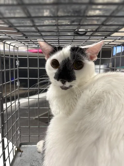 A young large-sized male Domestic Short Hair cat named Buddy Do for adoption in Las Vegas, NV