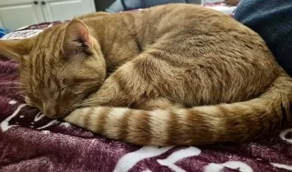 Billy Joe thumbnail 2