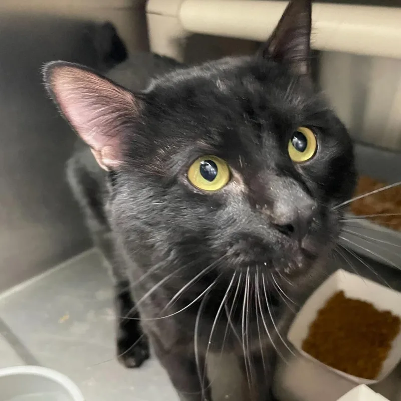 An adult large-sized male Black Domestic Short Hair cat named Point Dexter for adoption in Carencro, LA