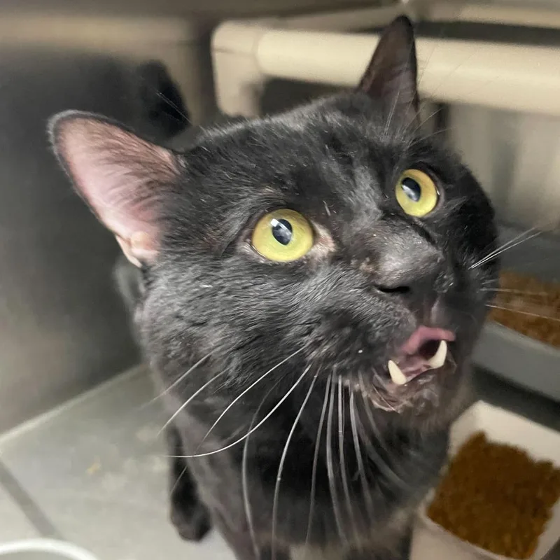 Point Dexter thumbnail 2