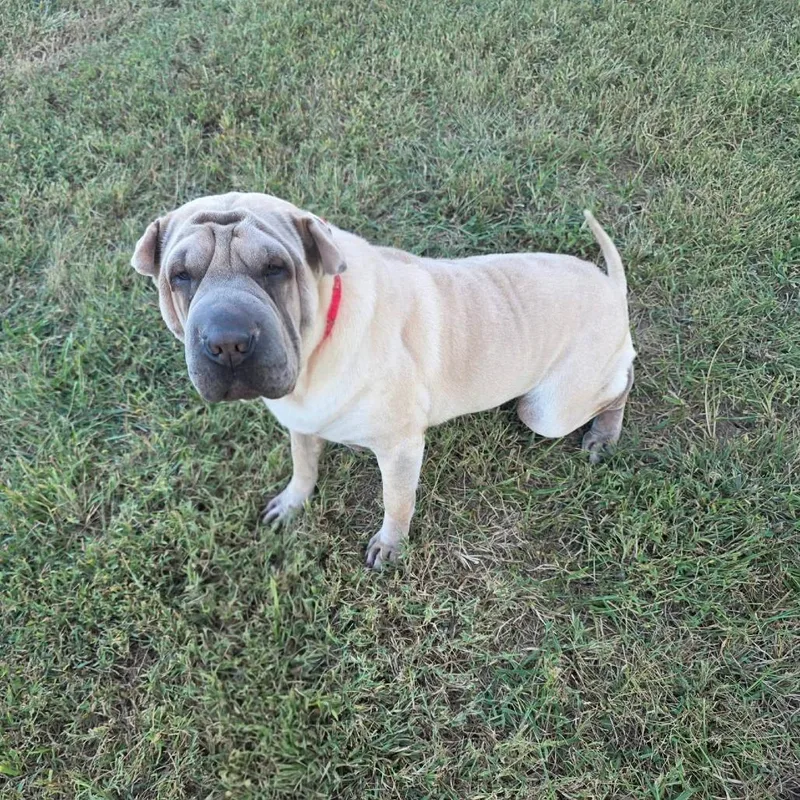 An adult medium-sized female Yellow / Tan / Blond / Fawn Shar-Pei dog named NeeDoh for adoption in Jackson, MO