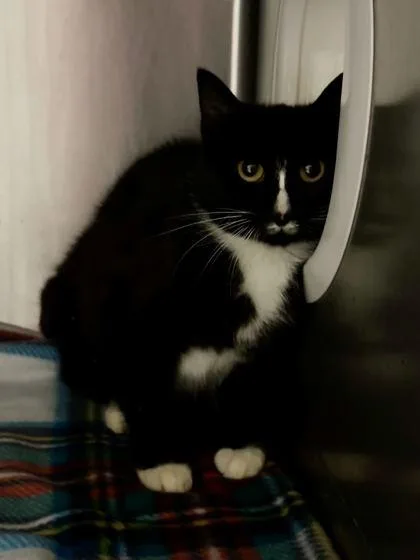 An adult small-sized female Domestic Short Hair cat named Swiggles for adoption in Spruce Pine, NC