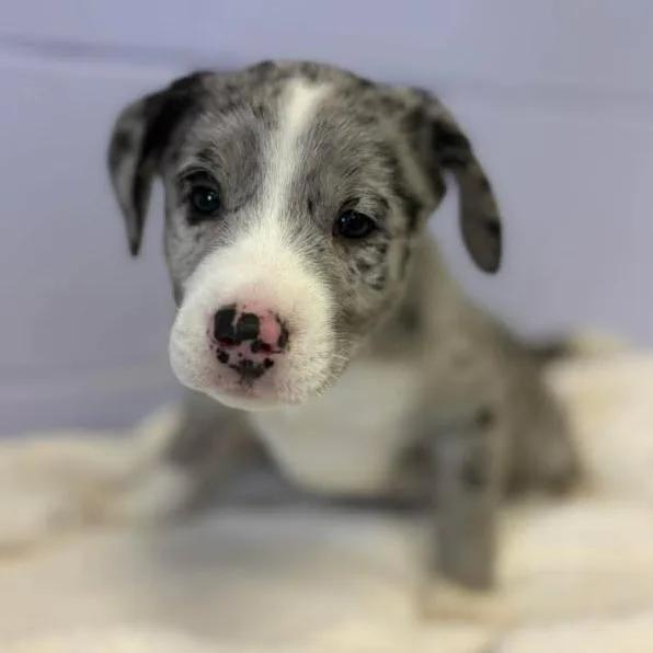 Neil Diamond thumbnail 2