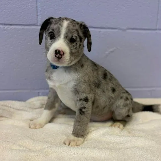 Neil Diamond thumbnail 3