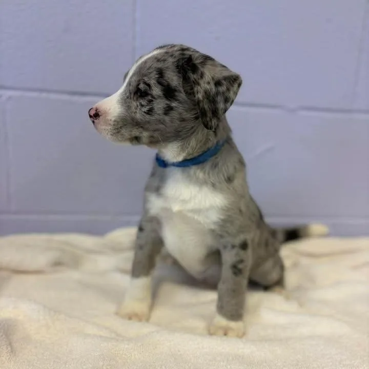 Neil Diamond thumbnail 4