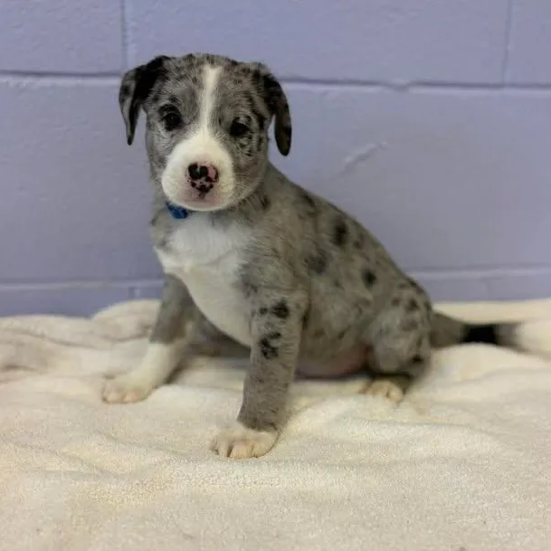 Neil Diamond thumbnail 5