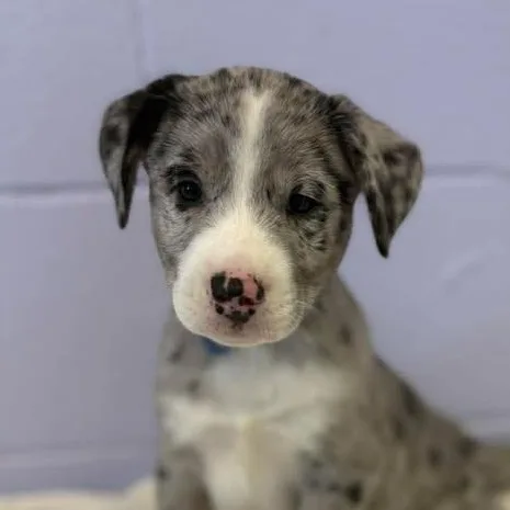A baby medium-sized male Merle (Blue) Australian Shepherd dog named Neil Diamond for adoption in Bardstown, KY