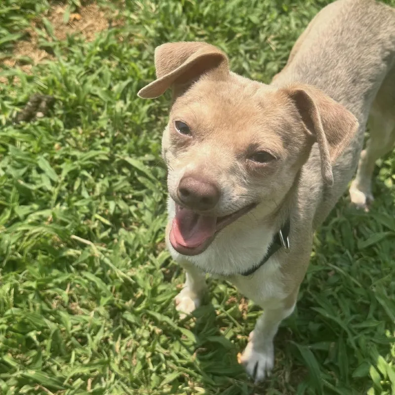 An adult small-sized male Brown / Chocolate Chihuahua dog named Caleb for adoption in Blair, WI