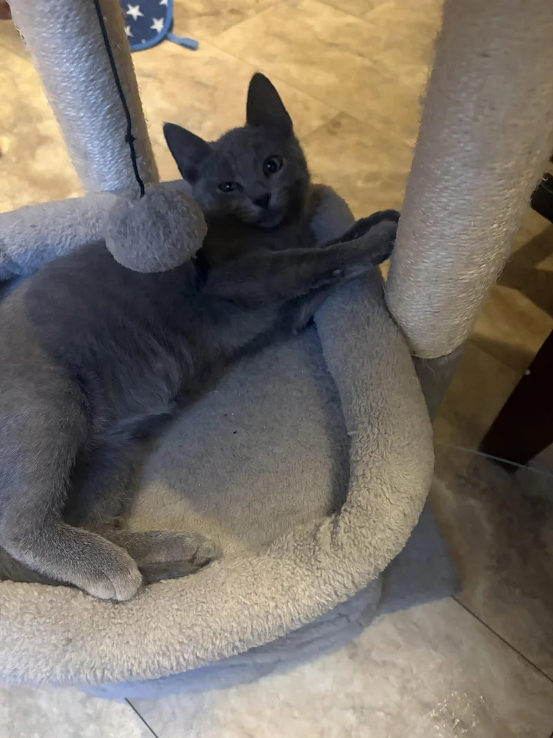 A baby medium-sized male Gray / Blue / Silver Domestic Short Hair cat named Papa Smurf for adoption in Broomall, PA