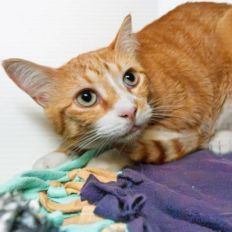 An adult large-sized female Orange / Red Domestic Short Hair cat named Cupcake for adoption in South Elgin, IL