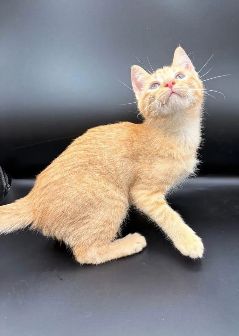 A baby medium-sized male Orange / Red Domestic Short Hair cat named Orange Soda for adoption in Springfield, MO