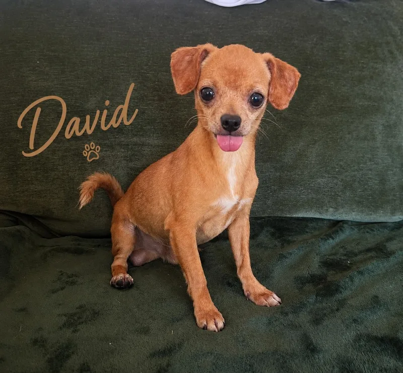 David thumbnail 3