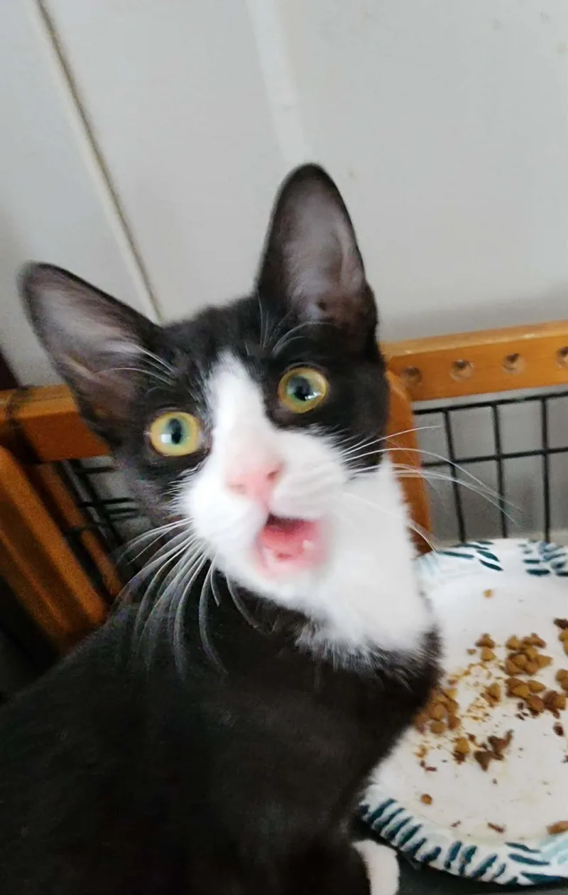 A young medium-sized female Black & White / Tuxedo Domestic Short Hair cat named Apricot for adoption in Manchester, CT