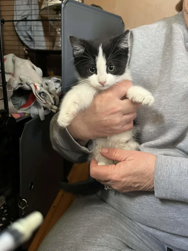 A baby medium-sized male Black & White / Tuxedo Domestic Short Hair cat named Enzo for adoption in Minneapolis, MN