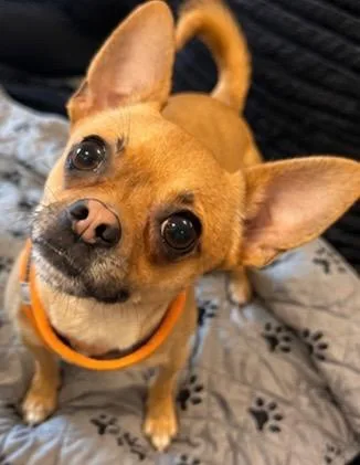 Nacho