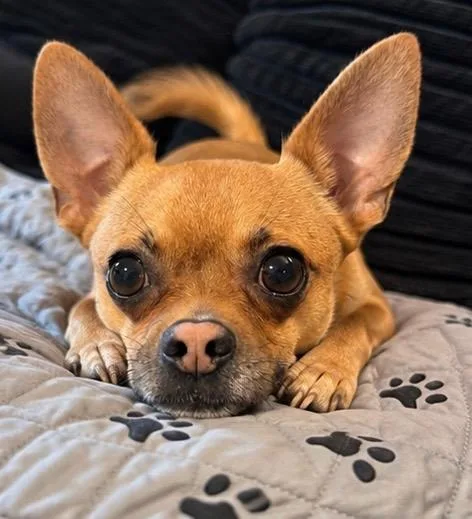 Nacho thumbnail 2