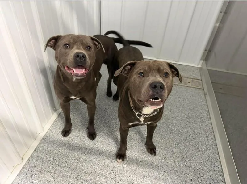 A young medium-sized male Gray / Blue / Silver Pit Bull Terrier dog named Dom for adoption in bellefontaine, OH