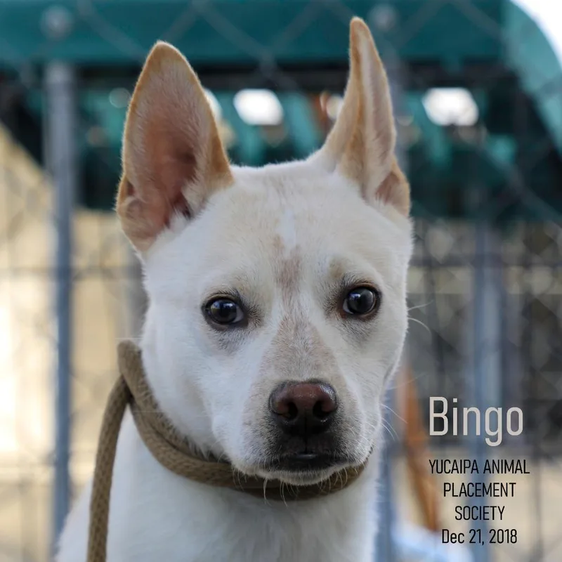 Bingo