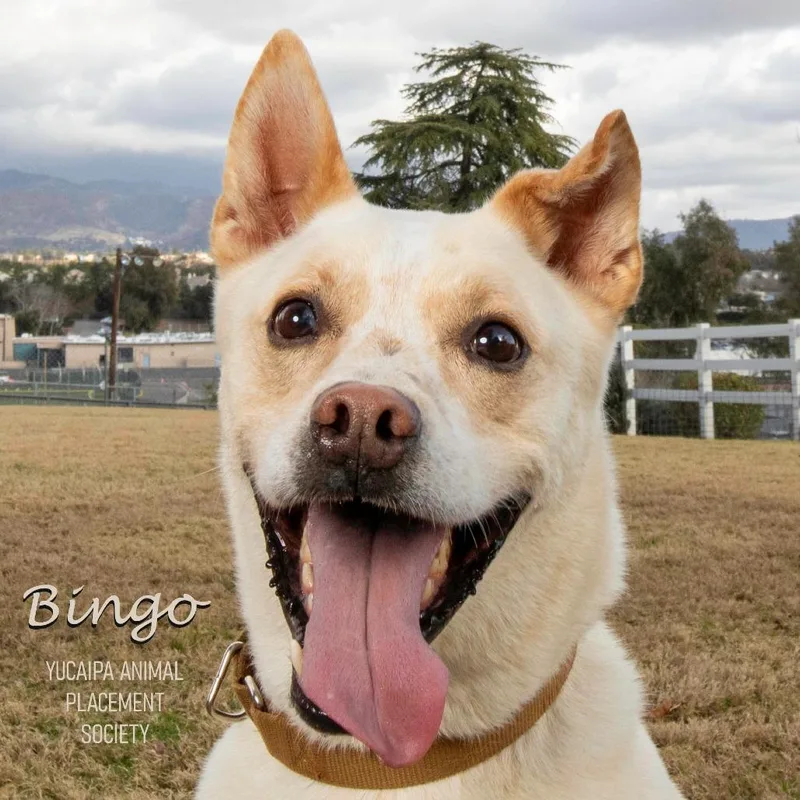 Bingo thumbnail 4