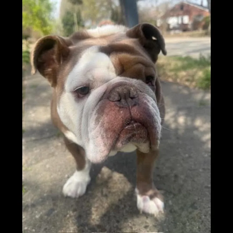 The Dude thumbnail 2