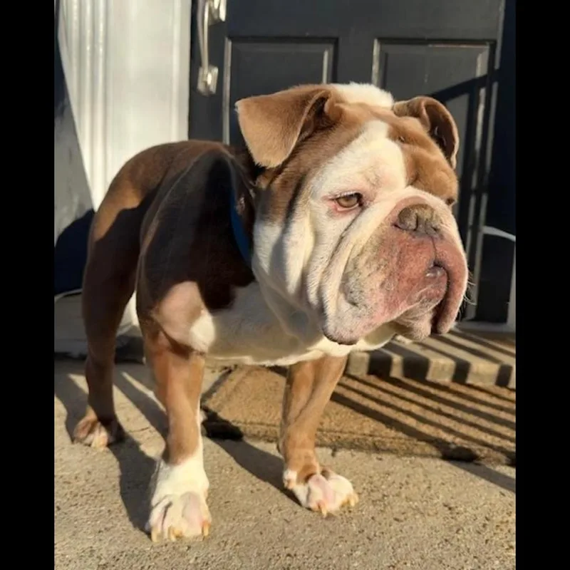 The Dude thumbnail 3