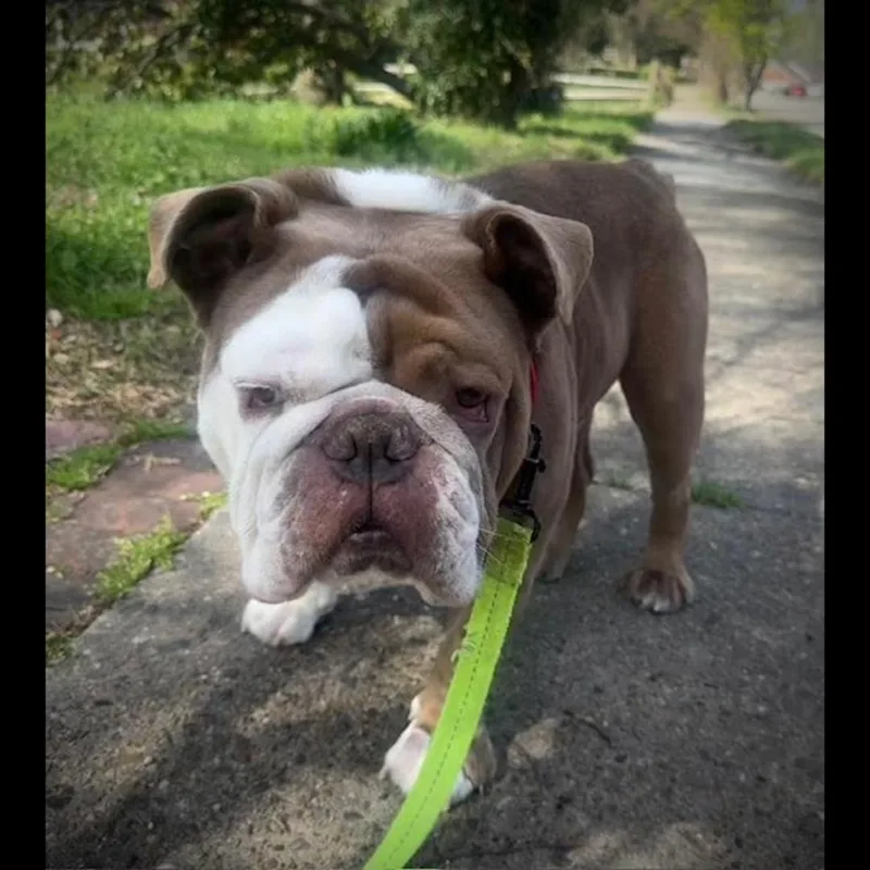 The Dude thumbnail 4