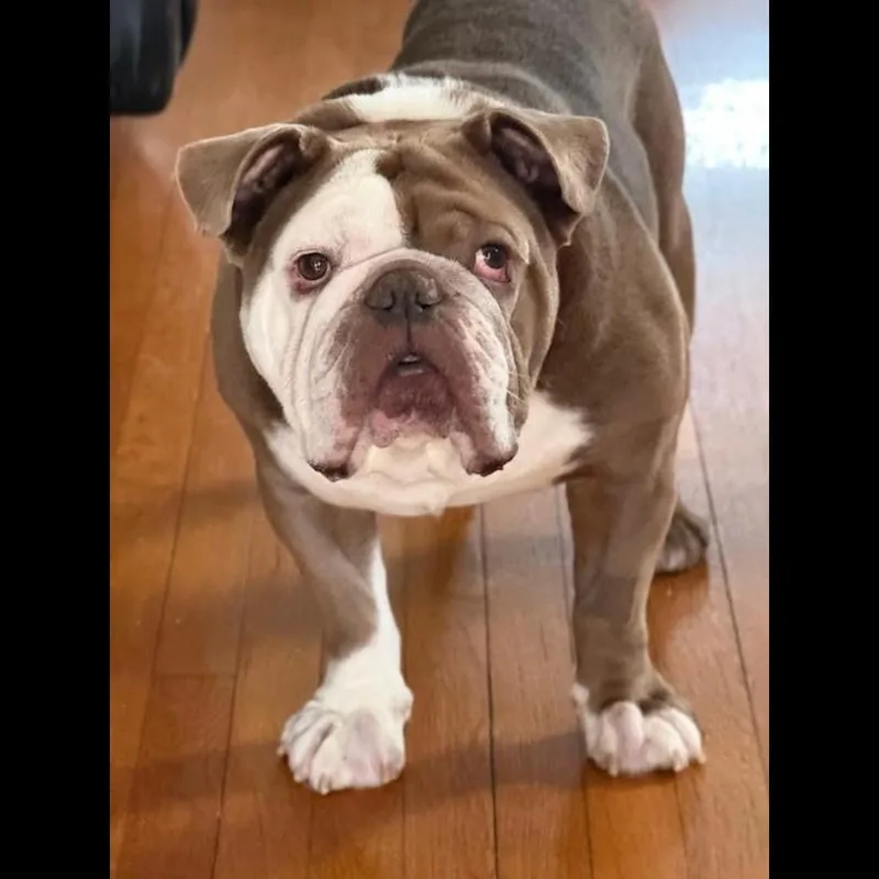 The Dude thumbnail 5