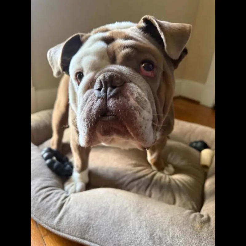 The Dude thumbnail 6