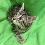 A baby medium-sized female Tabby (Gray / Blue / Silver) Tabby cat named Endor for adoption in Green Valley, AZ