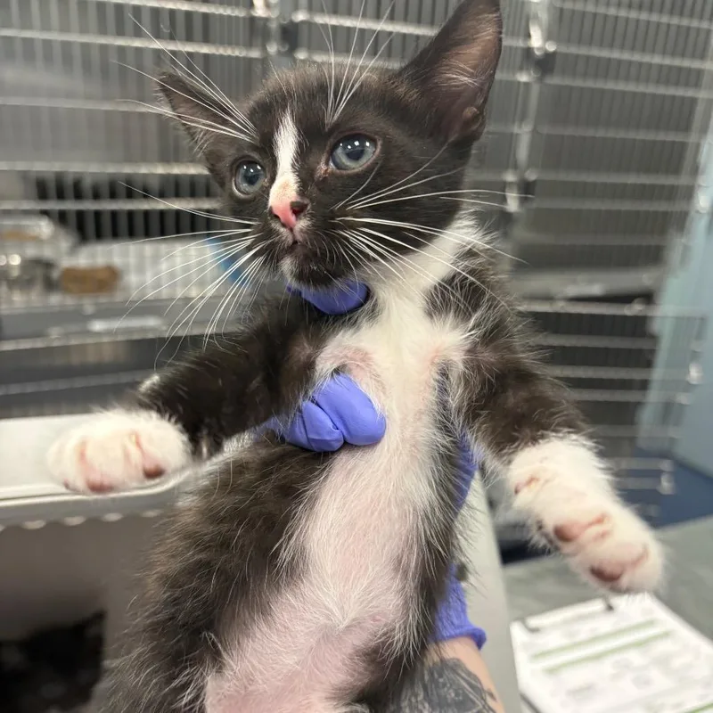A baby small-sized male Black Domestic Short Hair cat named Zach for adoption in Greensboro, NC