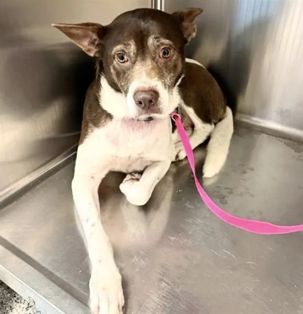 An adult medium-sized female German Shorthaired Pointer dog named Leia for adoption in Houston, TX