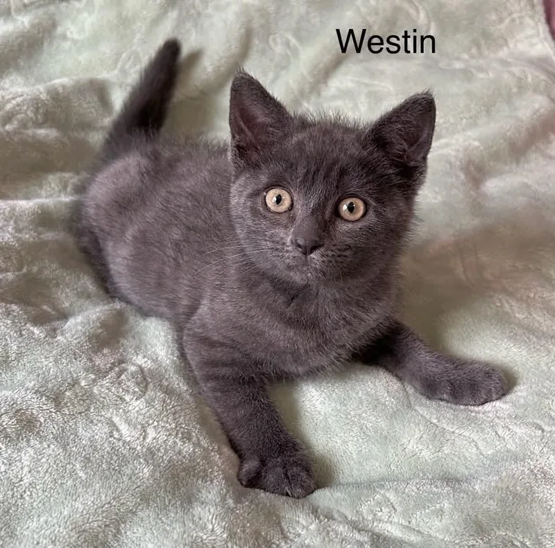 A baby medium-sized male Gray / Blue / Silver Russian Blue cat named Westin for adoption in Wyandotte, MI
