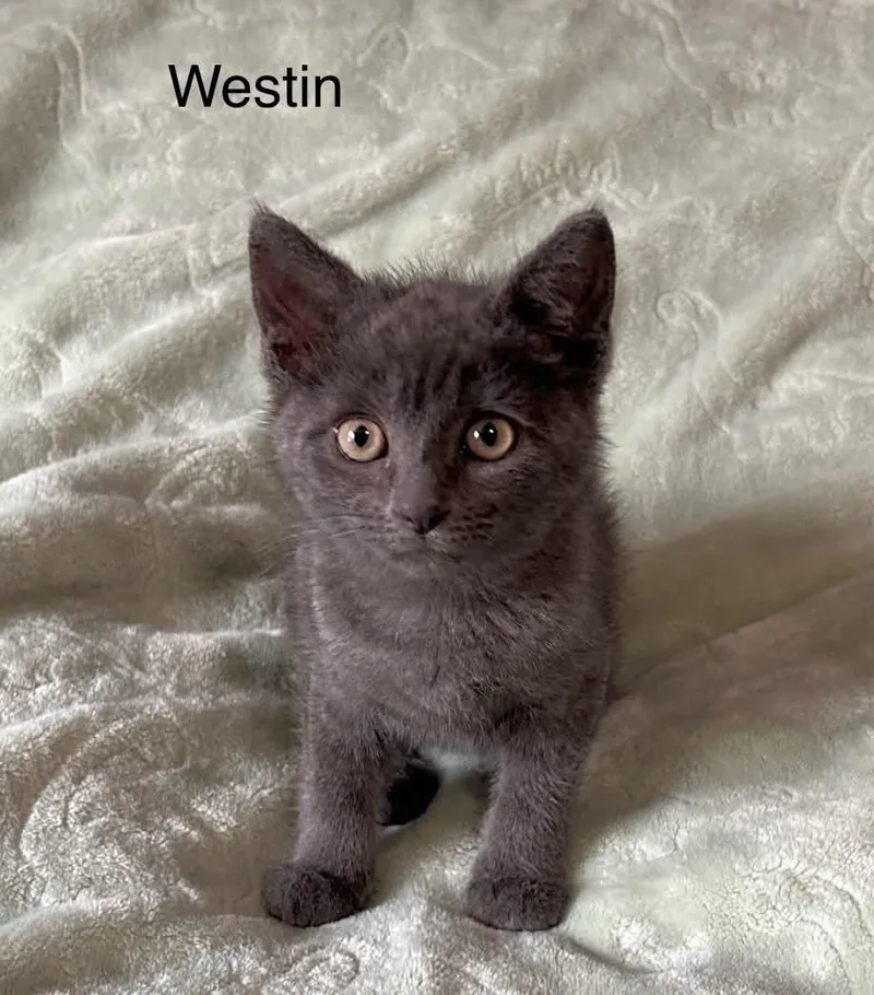 Westin thumbnail 2
