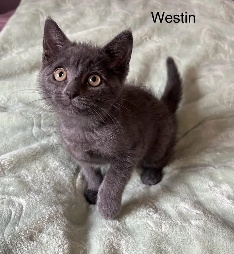 Westin thumbnail 5