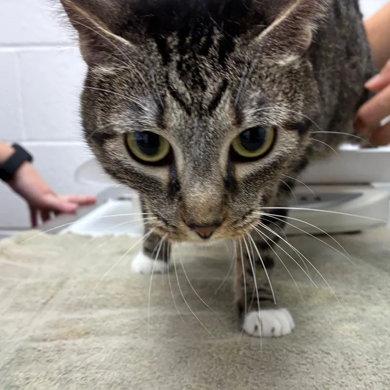An adult large-sized female Brown / Chocolate Domestic Short Hair cat named Alice for adoption in Corpus Christi, TX