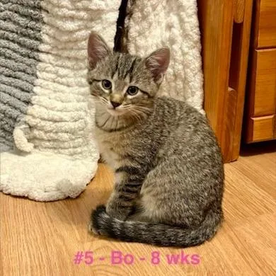 A baby small-sized male Brown / Chocolate Domestic Short Hair cat named Bo for adoption in Pittsburg, KS