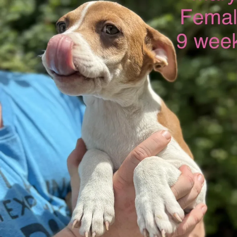 A baby small-sized female Brown / Chocolate Terrier dog named Mama's Pups: Mary for adoption in Falls Church, VA