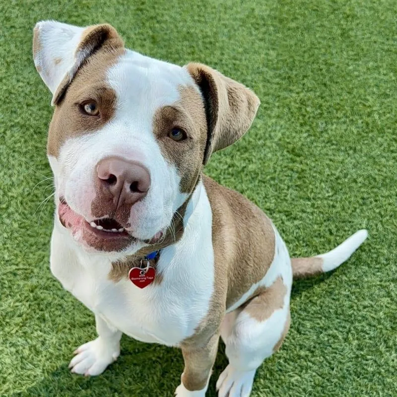 A young medium-sized male Pit Bull Terrier dog named Pops for adoption in Copiague, NY