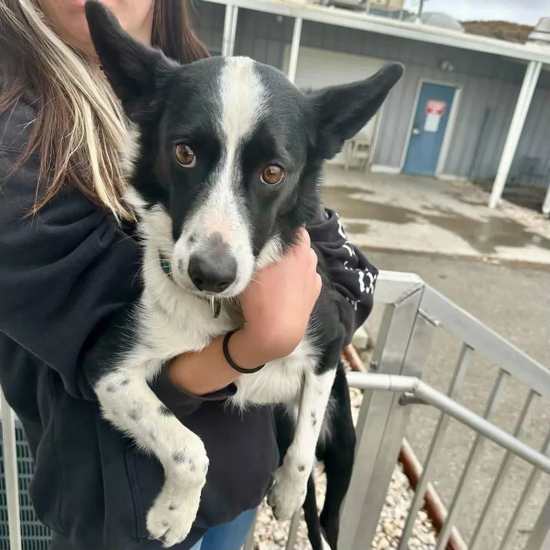 An adult medium-sized female Border Collie dog named 61955360 for adoption in Elko, NV
