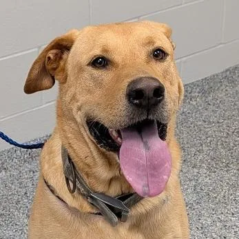 An adult extra large-sized male Golden Mixed Breed dog named Bubba for adoption in Greenville, SC