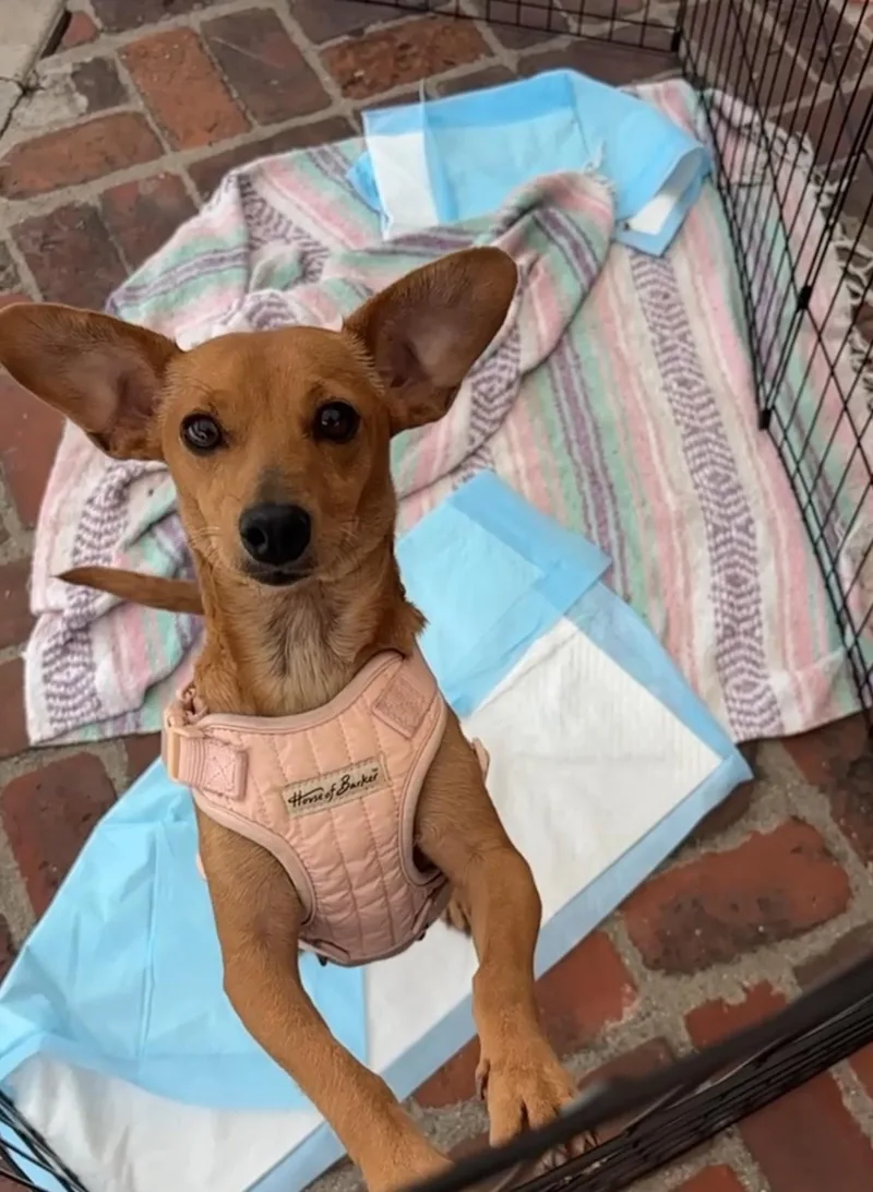 An adult small-sized female Dachshund dog named Marina for adoption in San Diego, CA