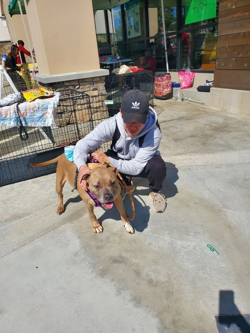 An adult large-sized female Yellow / Tan / Blond / Fawn American Staffordshire Terrier dog named Penny for your Thoughts for adoption in Manhattan Beach, CA