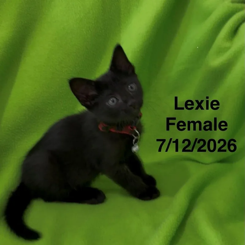 A baby small-sized female Black Domestic Short Hair cat named Lexie for adoption in League City, TX