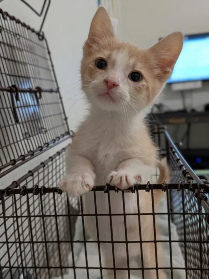 A baby small-sized male Domestic Short Hair cat named Chickpea for adoption in Hayward, CA