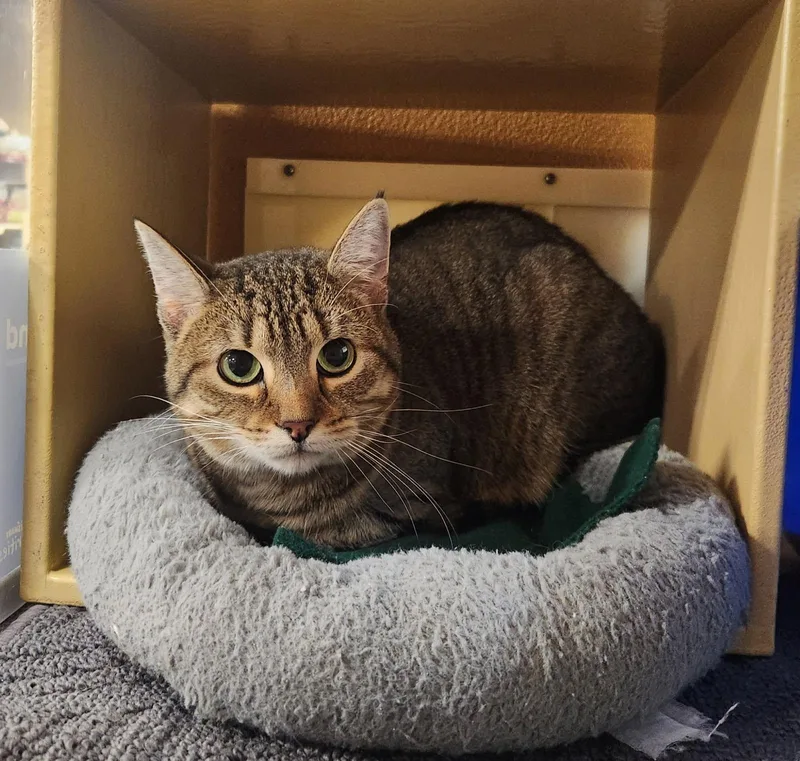An adult medium-sized female Domestic Short Hair cat named Bankie for adoption in Barrington Hills, IL