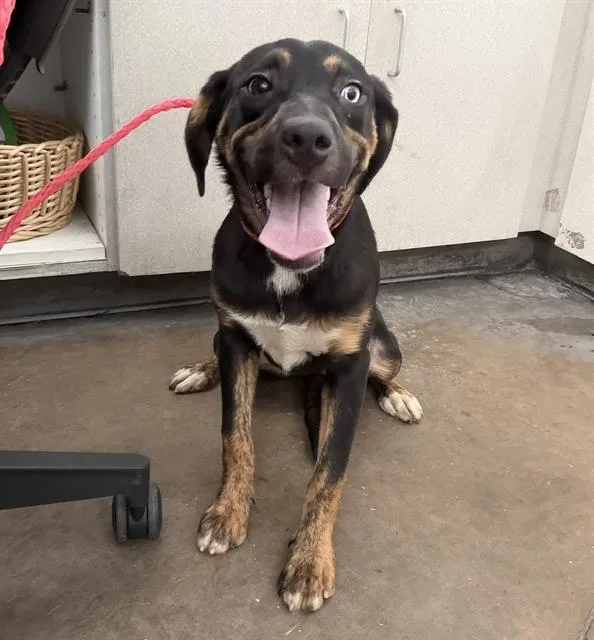 A young medium-sized female Mixed Breed dog named Venus for adoption in Dallas, TX