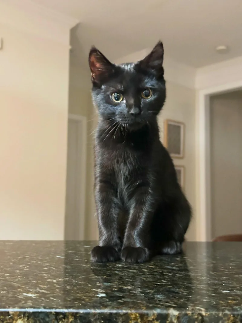 A young medium-sized female Domestic Short Hair cat named Boo for adoption in Alpharetta, GA