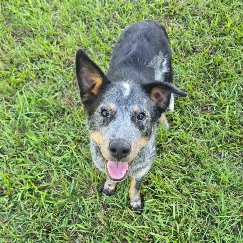 A young medium-sized male Australian Cattle Dog / Blue Heeler dog named Remi for adoption in Houston, TX